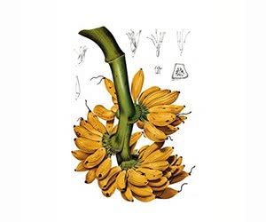 Experience the Delicious Scent of L'Artisan Parfumeur's Bana Banana - Get Your Complimentary Sample Now!