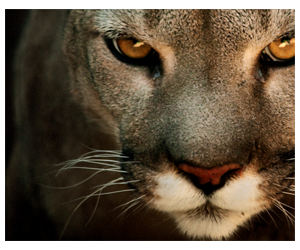 Join the Free Puma Product Testing - Be the First to Try Fi Training Shoes!