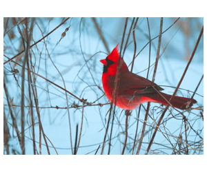 Free 2026 Anacostia Trails Heritage Area Calendar - Request Yours Today!