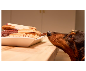 Get a Free Treat for Your Dog on National Cookie Day!